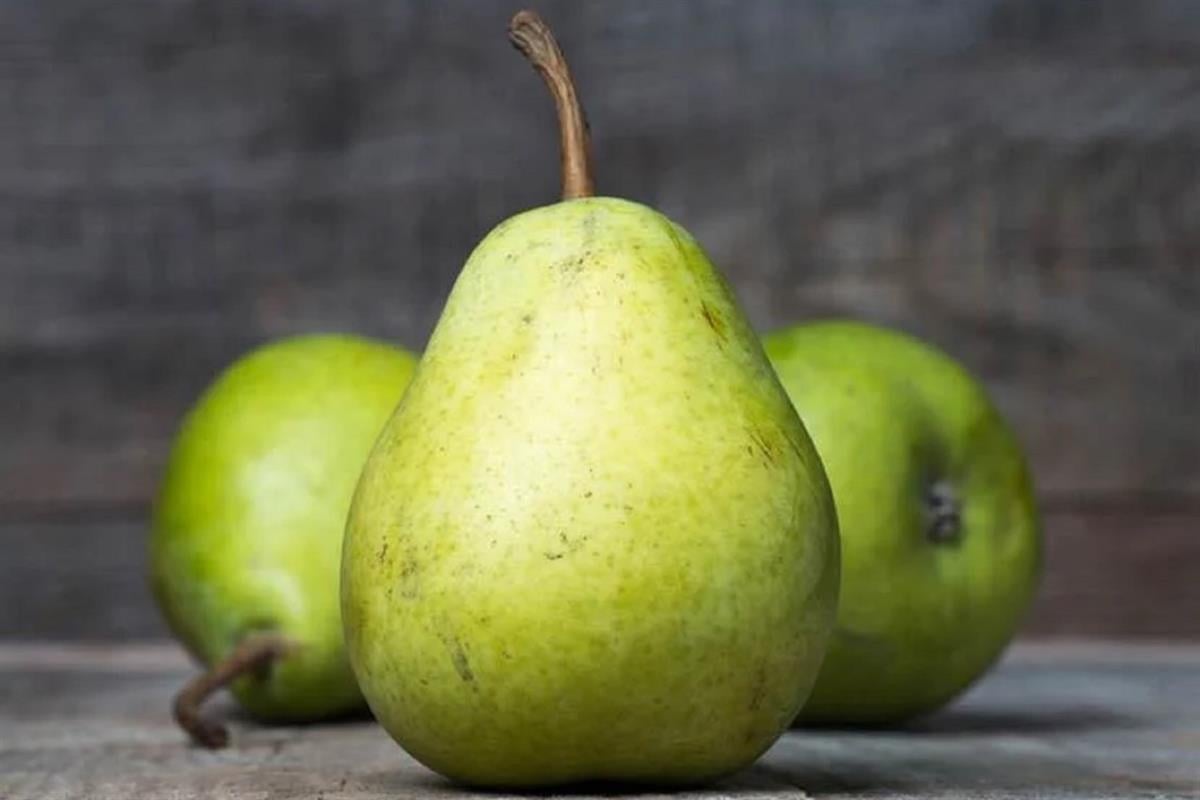 Pyrus communis Çermail Armut fidanı 60-80 cm