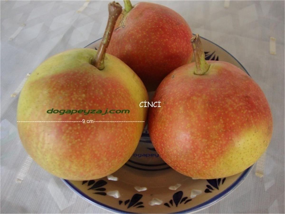 Pyrus communis Cinci Armut fidan