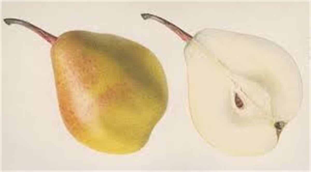 Pyrus communis Coscia Armut fidanı