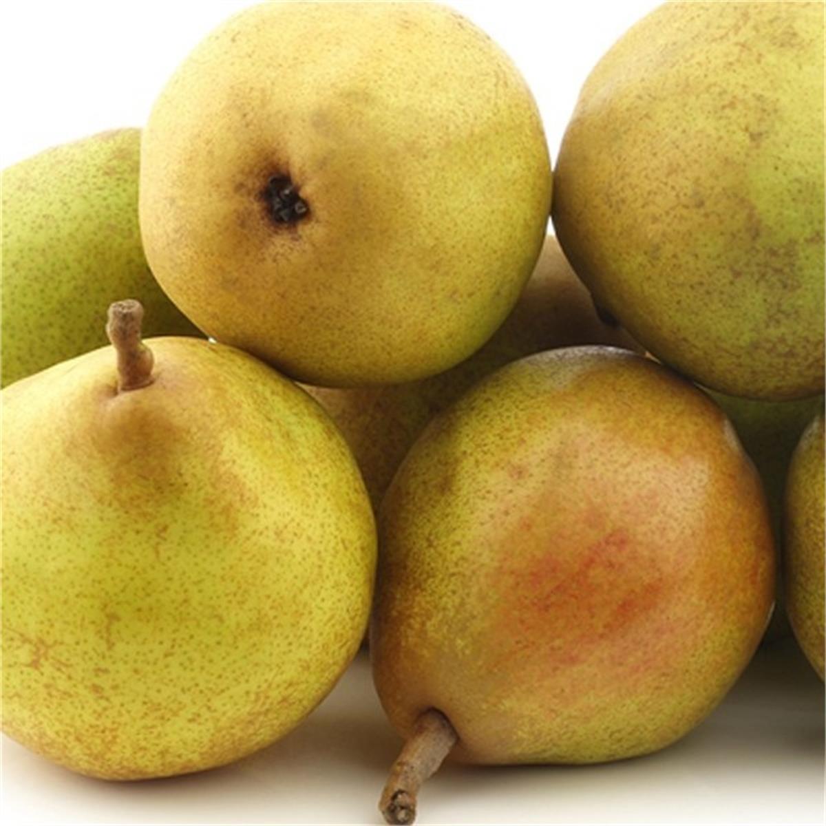 Pyrus communis Doyenne du comice Komis Armut fidanı