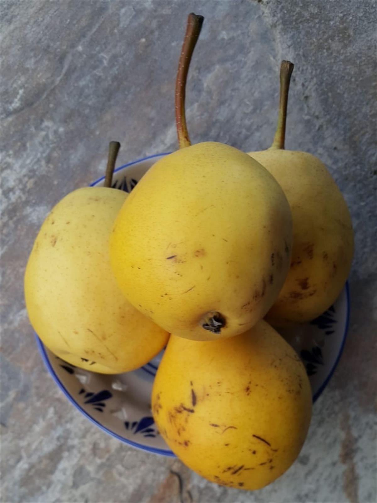 Pyrus communis Eğrisap Armut fidanı