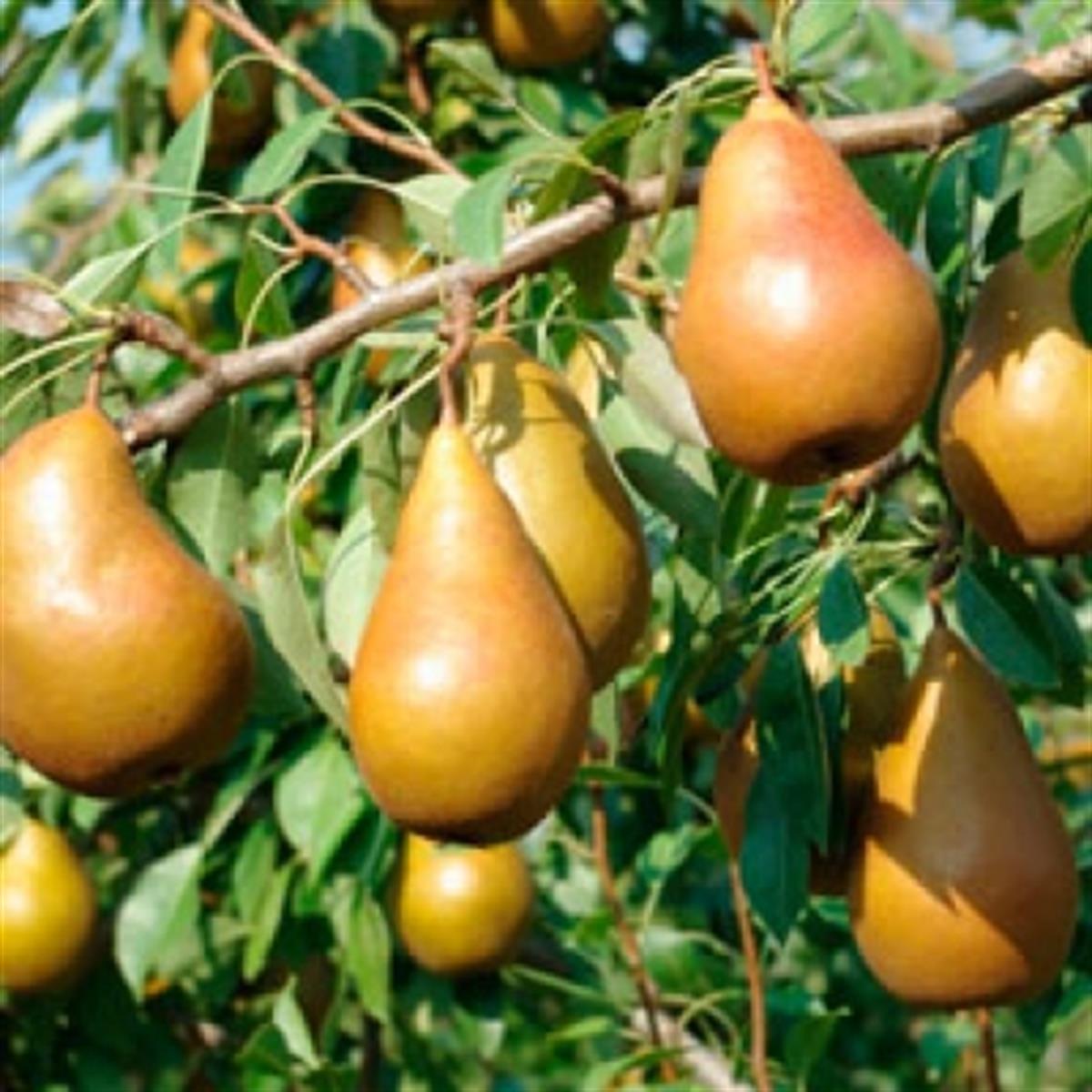 Pyrus communis Elliot Armut fidanı