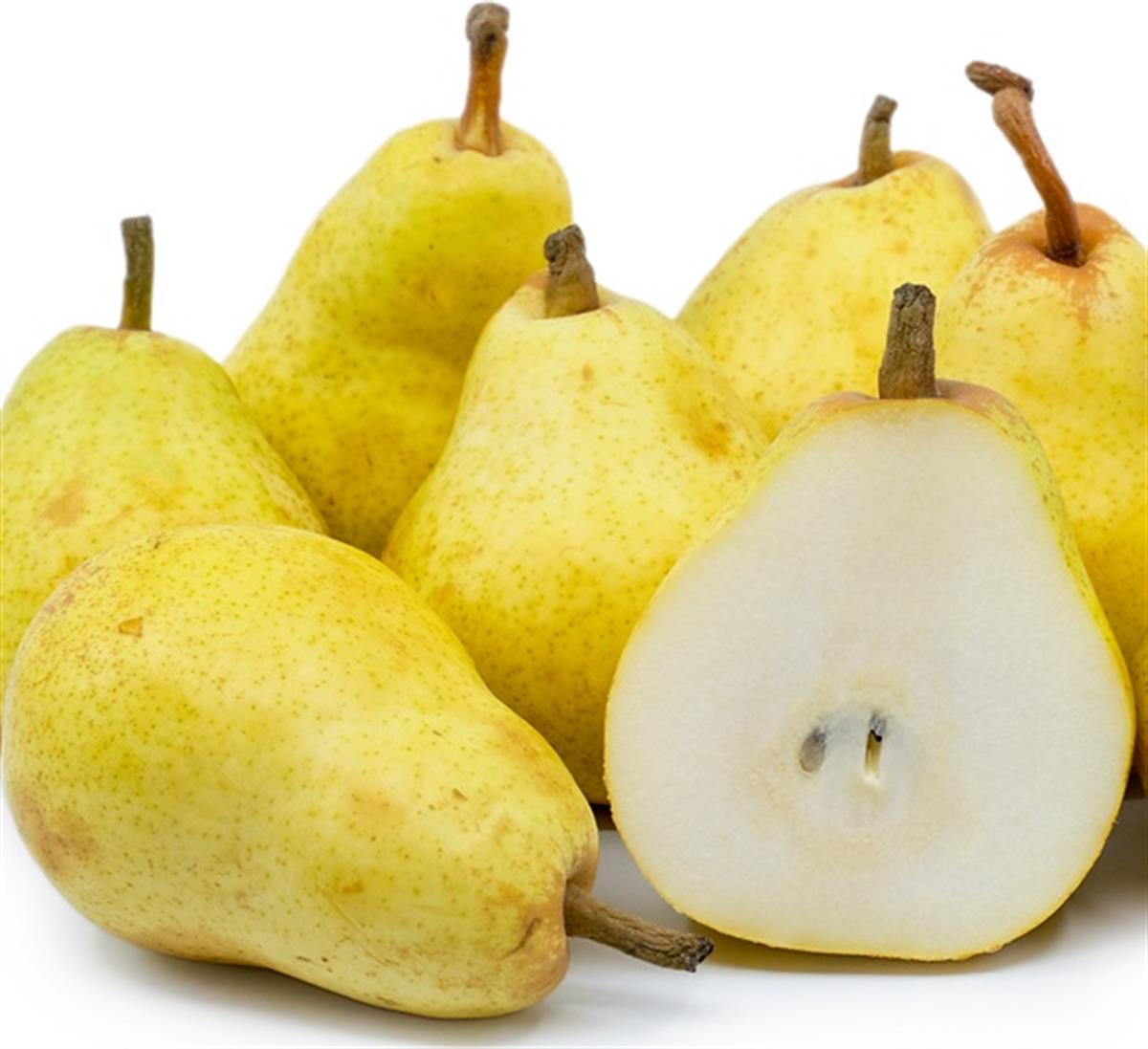 Pyrus communis Hamdi Sünger Armut fidanı