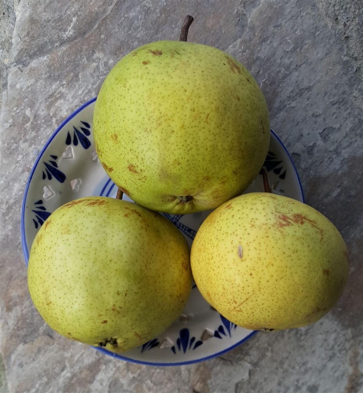 Pyrus communis Kantar Topu Armut fidanı