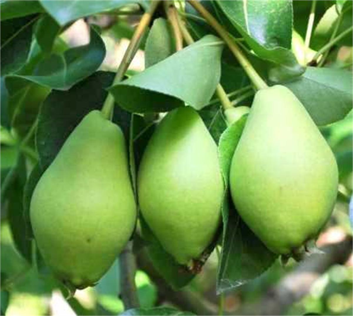 Pyrus communis Limon İzmir limonu Armut fidanı