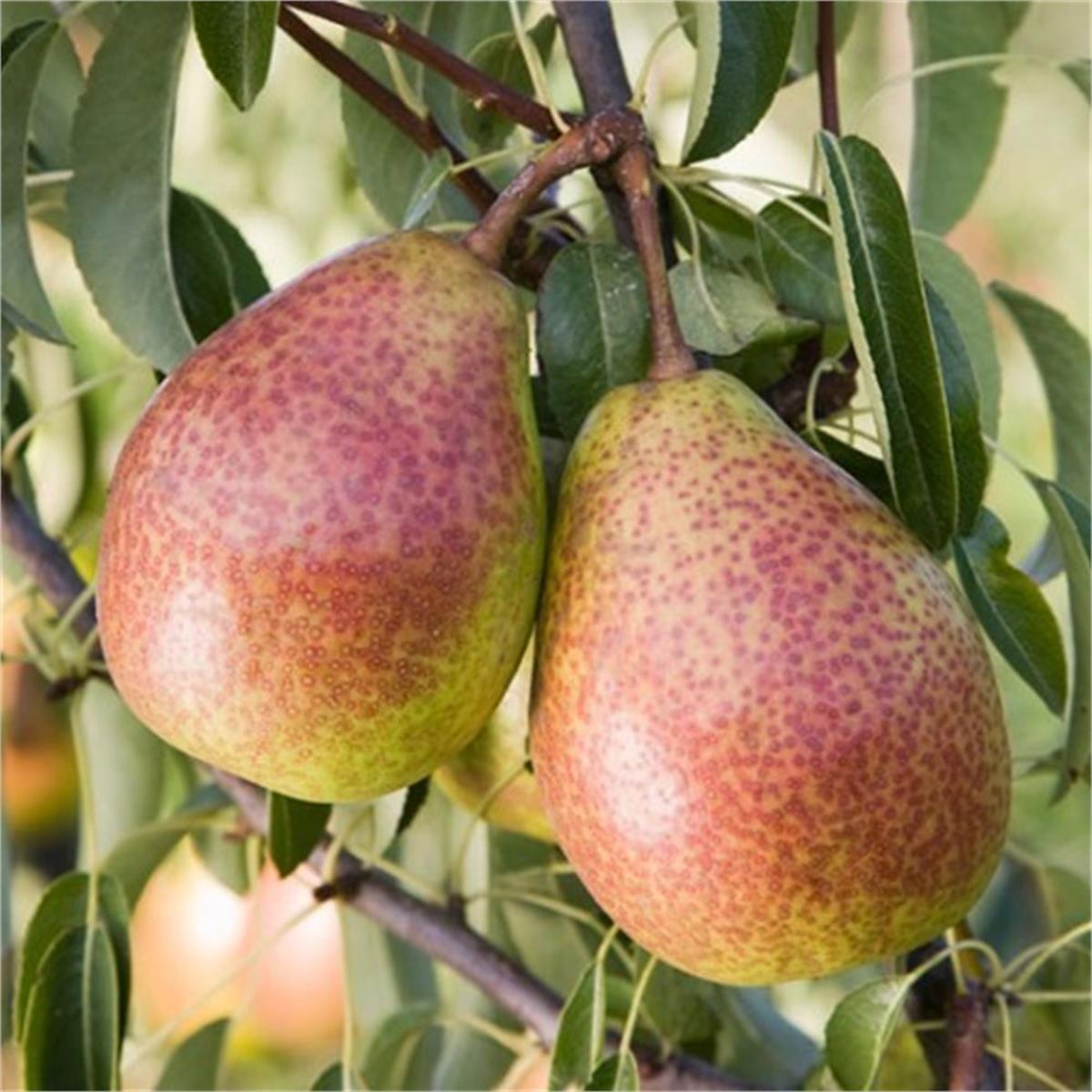 Pyrus communis Louise bonne Armut fidanı