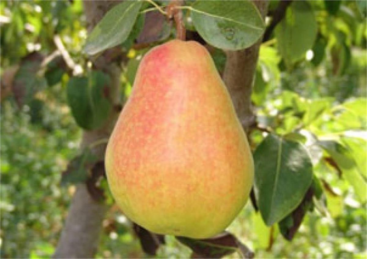 Pyrus communis Mustafabey Armut fidanı