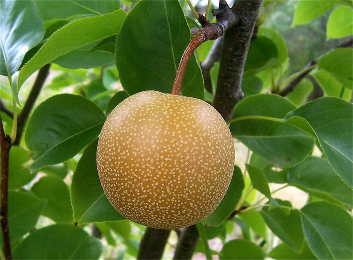 Pyrus communis Nashi Koshui Armut fidanı