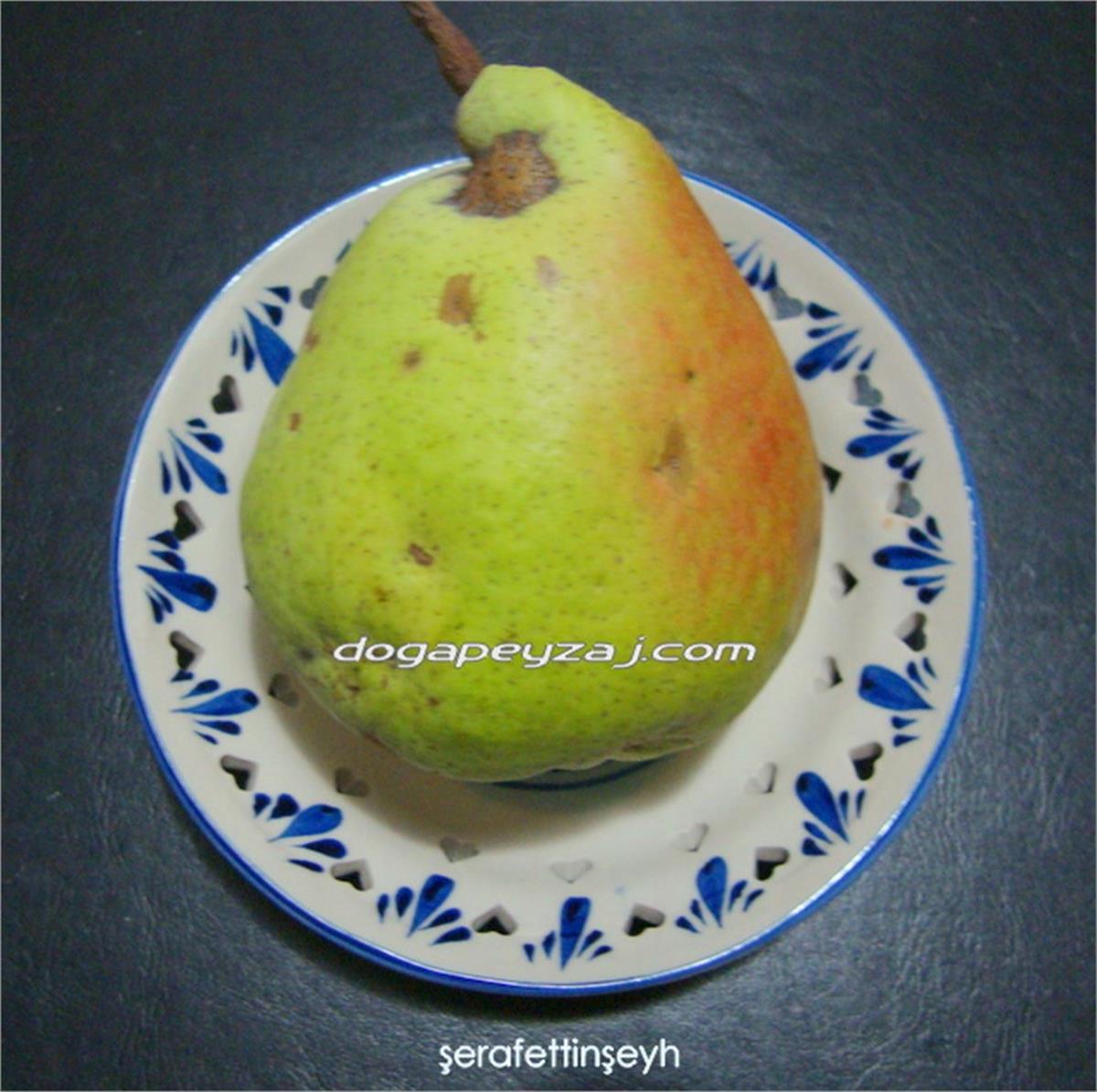 Pyrus communis Şeyh Şerafettin Armut fidanı