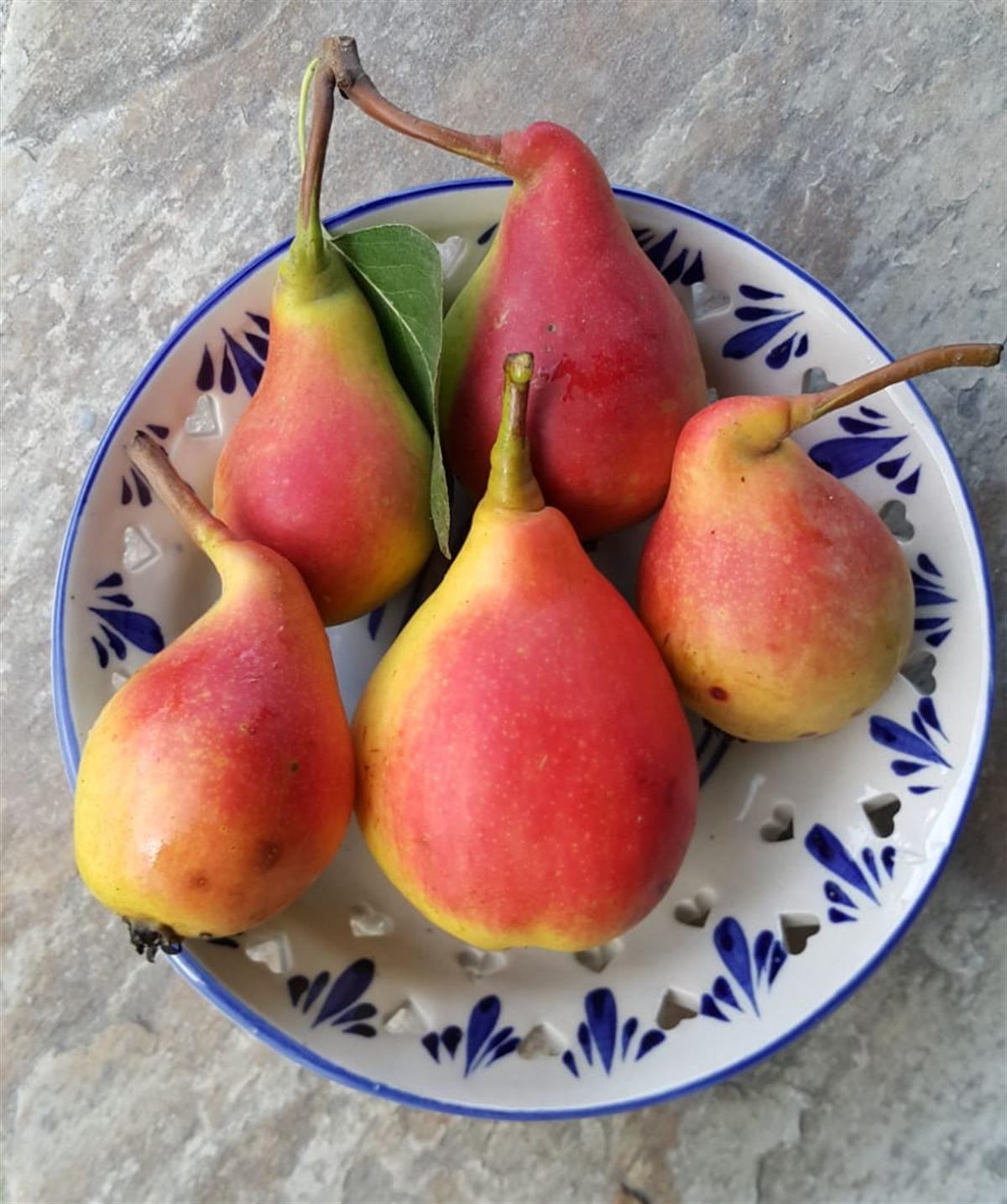 Pyrus communis Tacettin Usta Armut fidanı