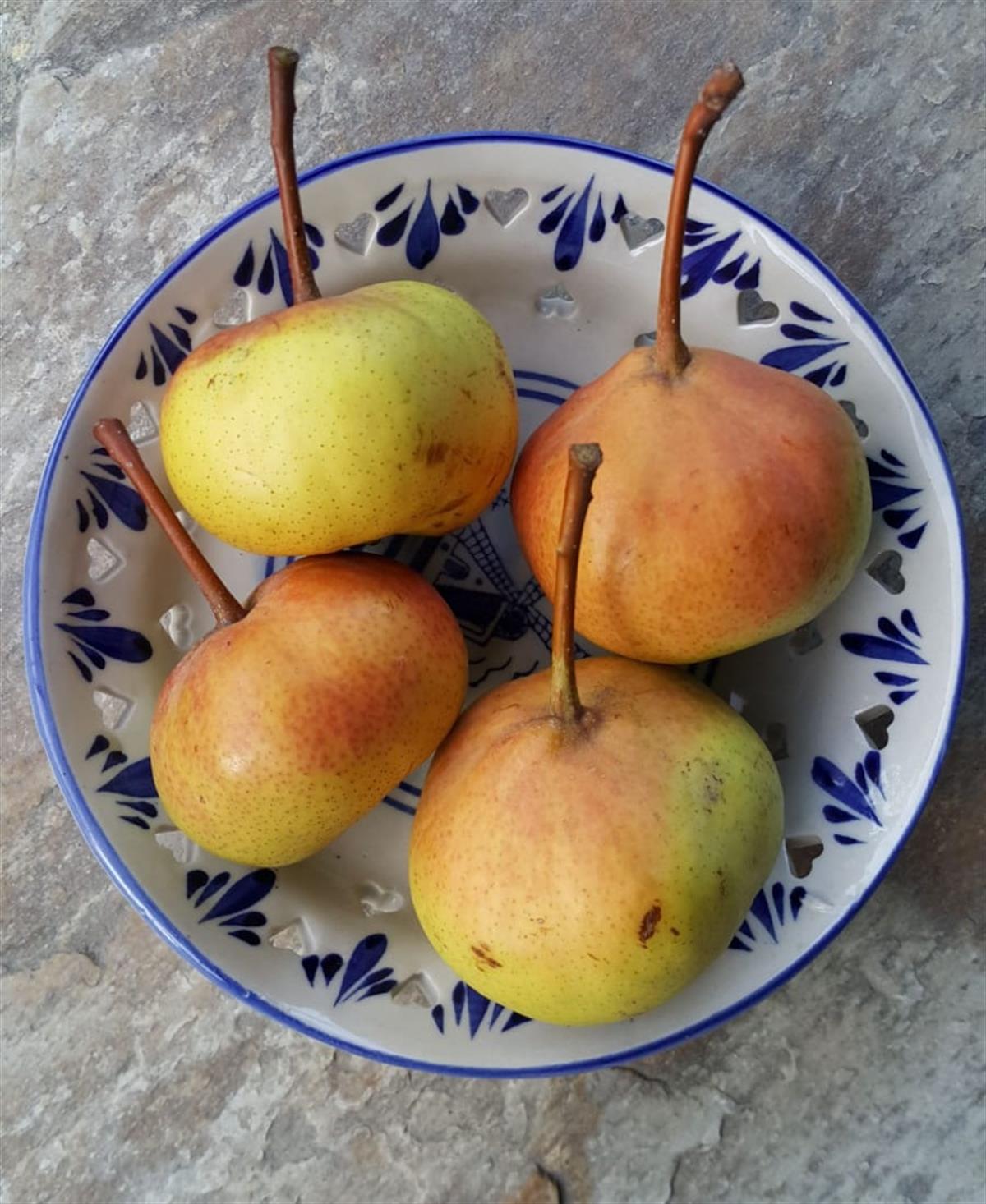 Pyrus communis Takunya Armut fidanı