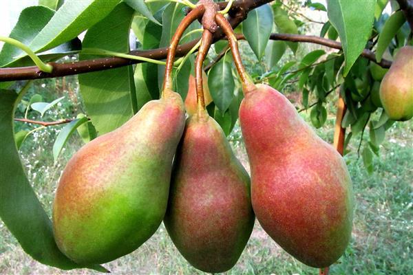 Pyrus communis Tolgar Güzeli Armut fidanı