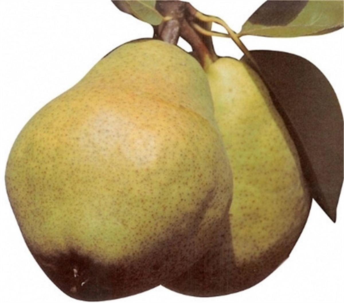 Pyrus communis Williams-Hamdi Sünger Armut fidanı