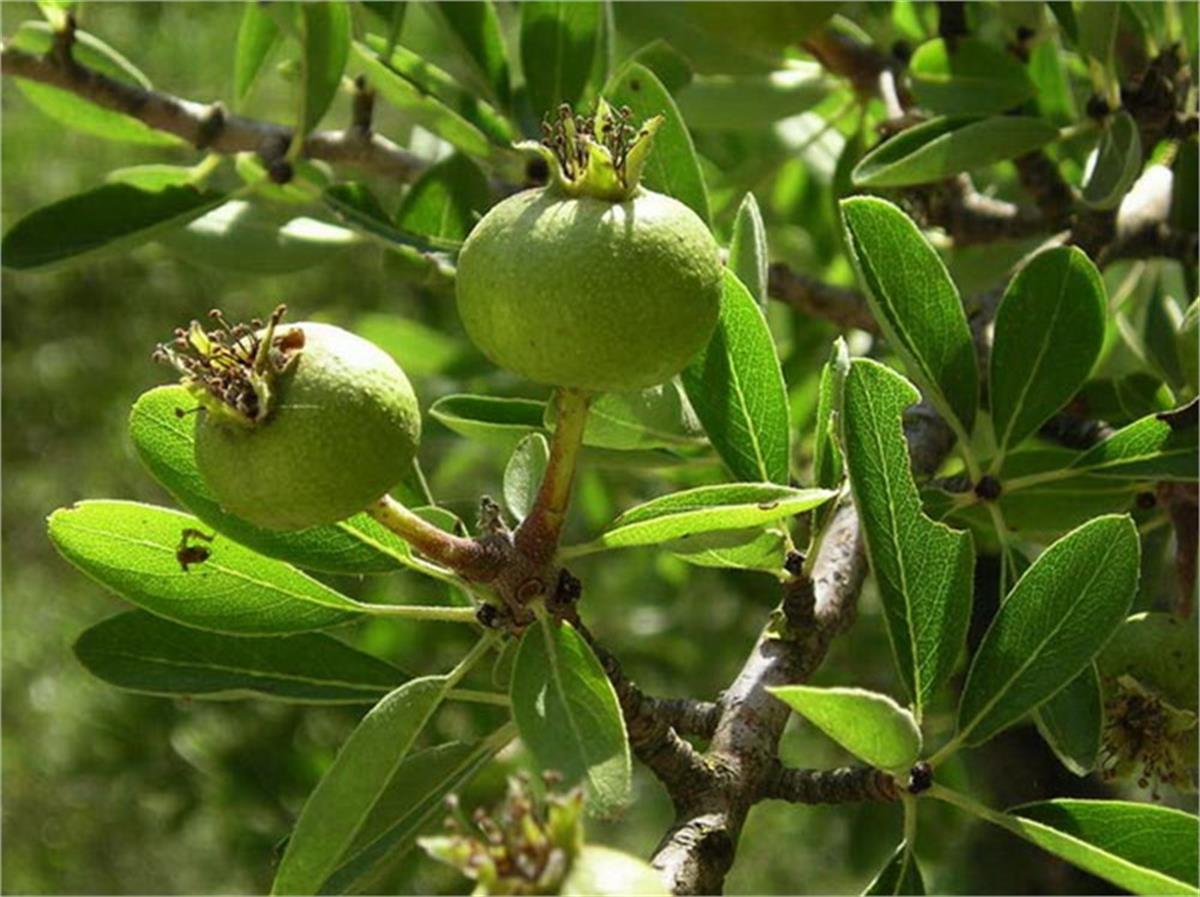 Pyrus elaeagnifolia ahlat fidanı