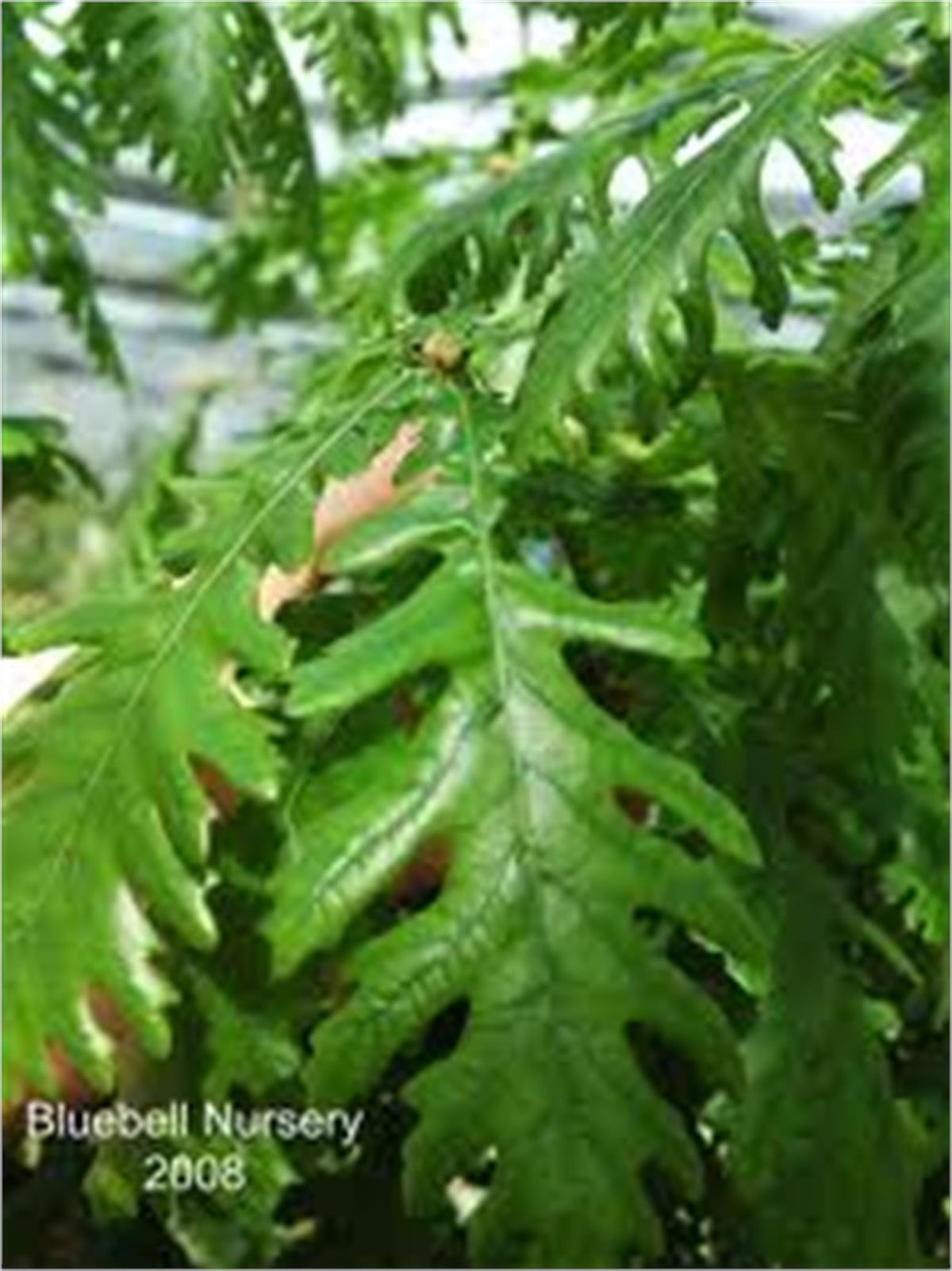 Quercus frainetto Macar meşe fidanı