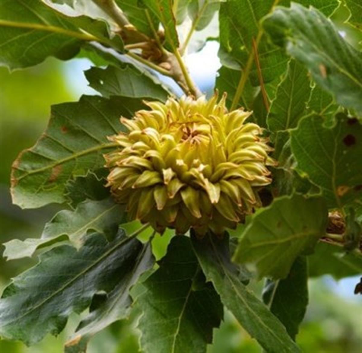 Quercus ithaburensis Anadolu Palamut Meşesi