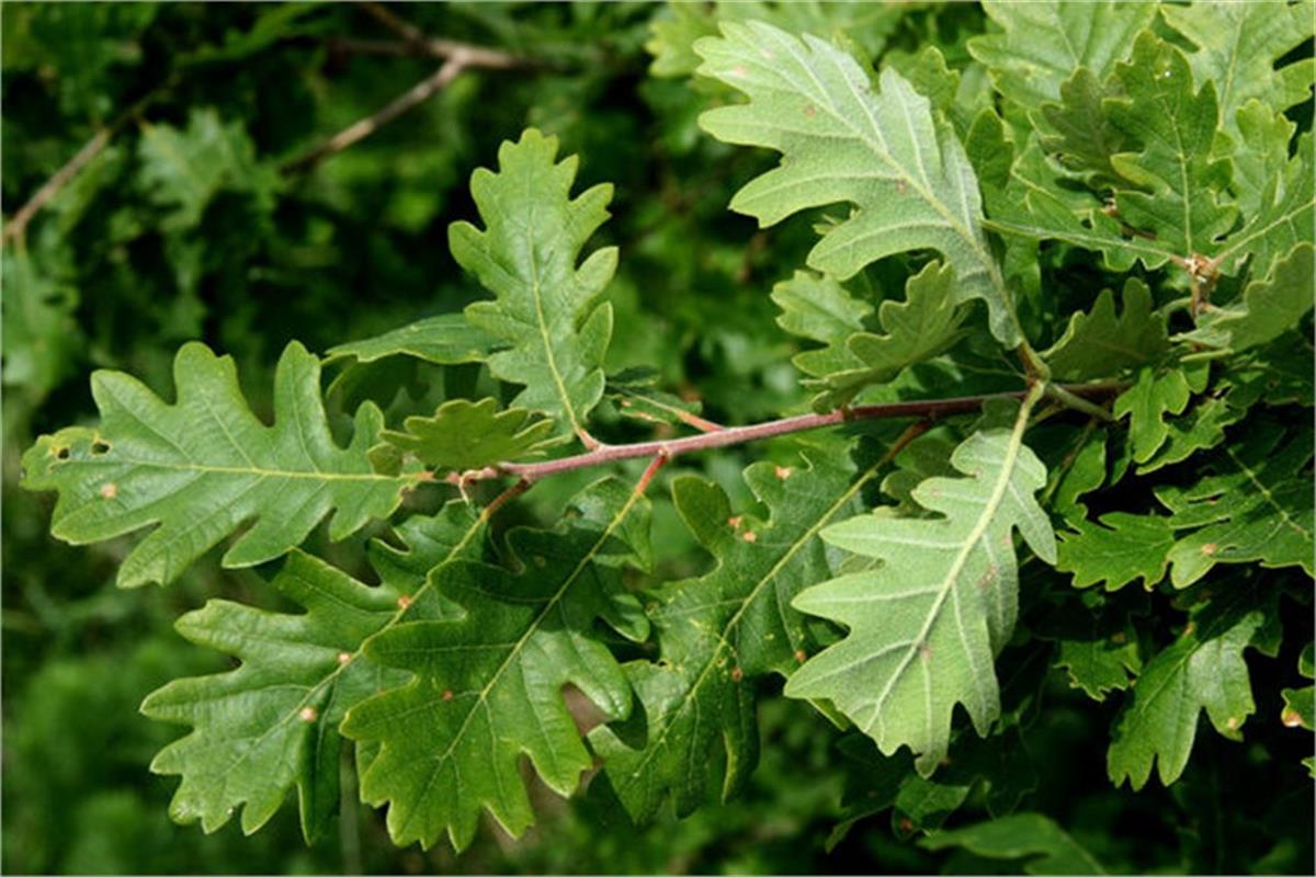 Quercus pubescens Tüylü Meşe fidanı