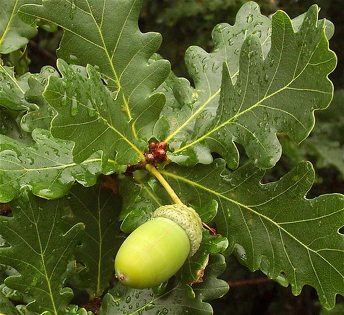 Quercus robur Saplı Meşe Palamut fidanı
