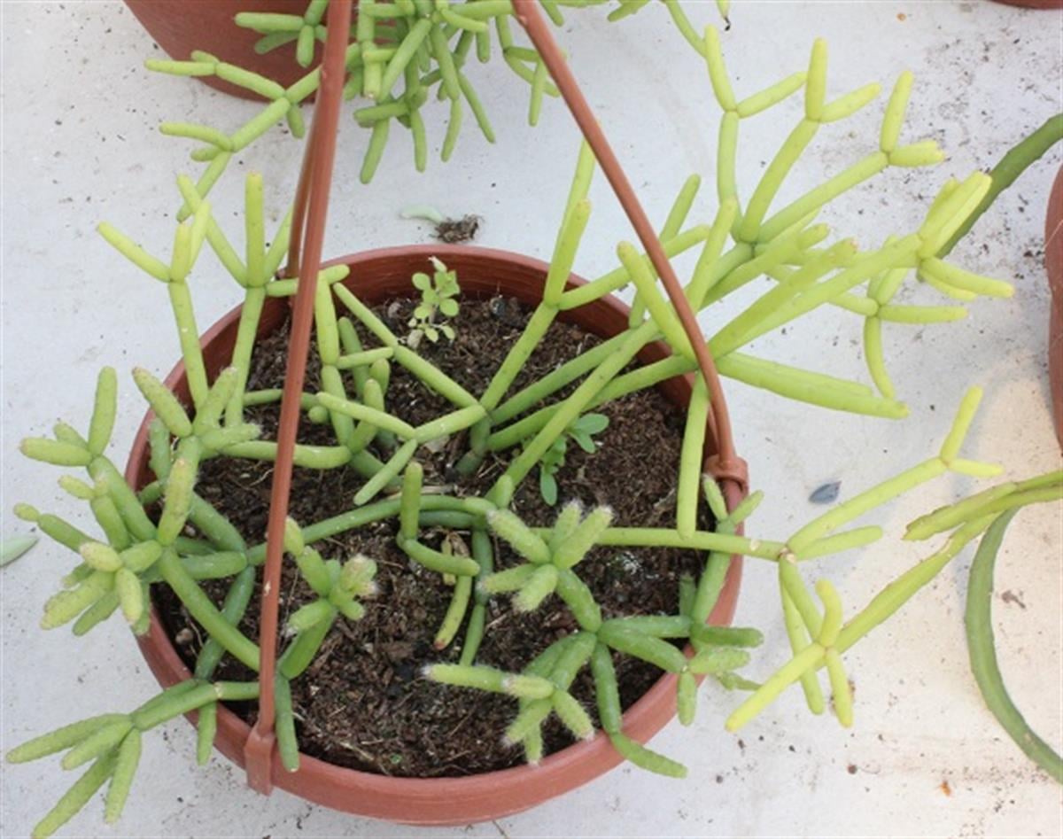 Rhipsalis cassutha Yeşil