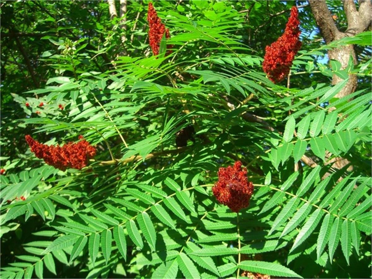 Rhus coriaria Derici Sumağı fidanı
