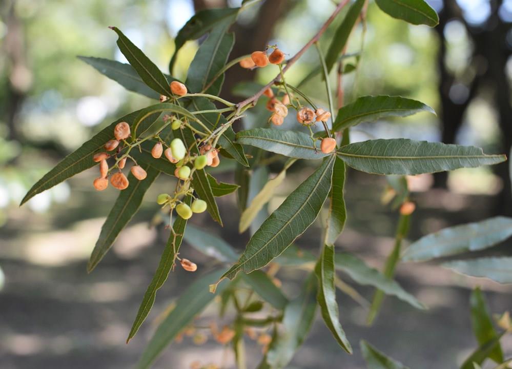 Rhus pendulina Güney Afrika Sumak Fidanı