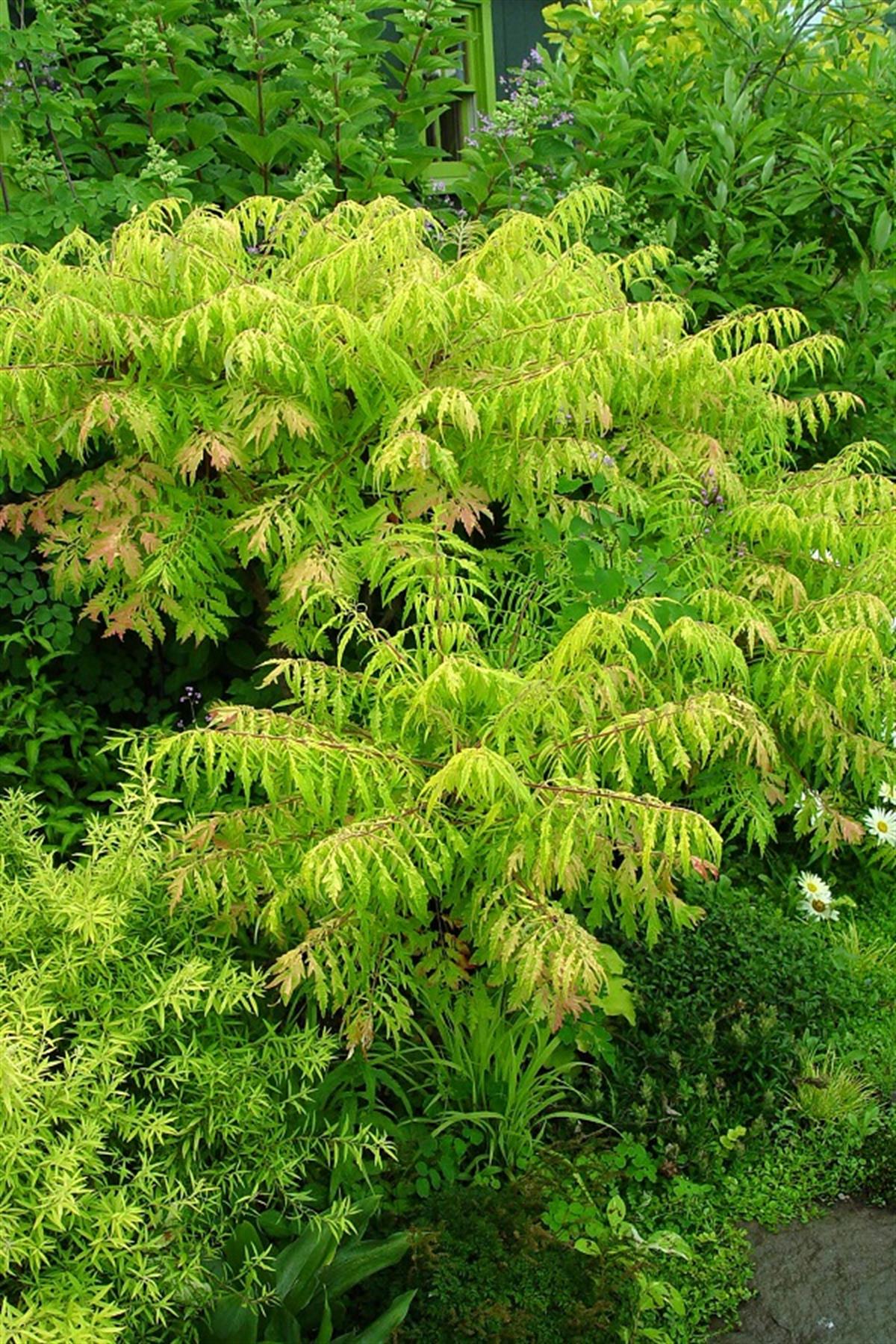 Rhus typhina tül yapraklı sumak fidanıTiger Eyes