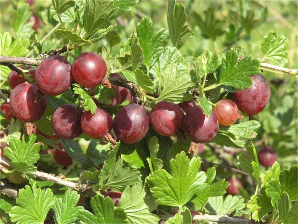Ribes uva-crispa Capivator Kırmızı Bektaşi Üzümü