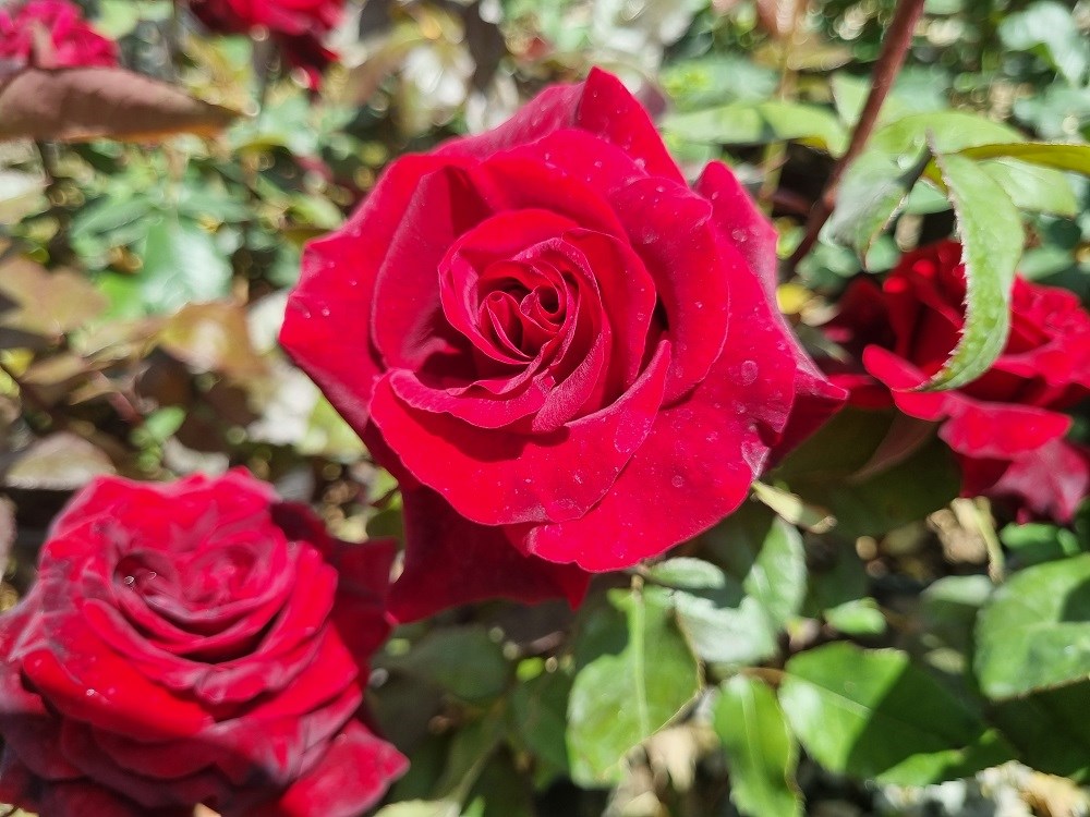 Rosa Baccara Kırmızı Gül fidanı