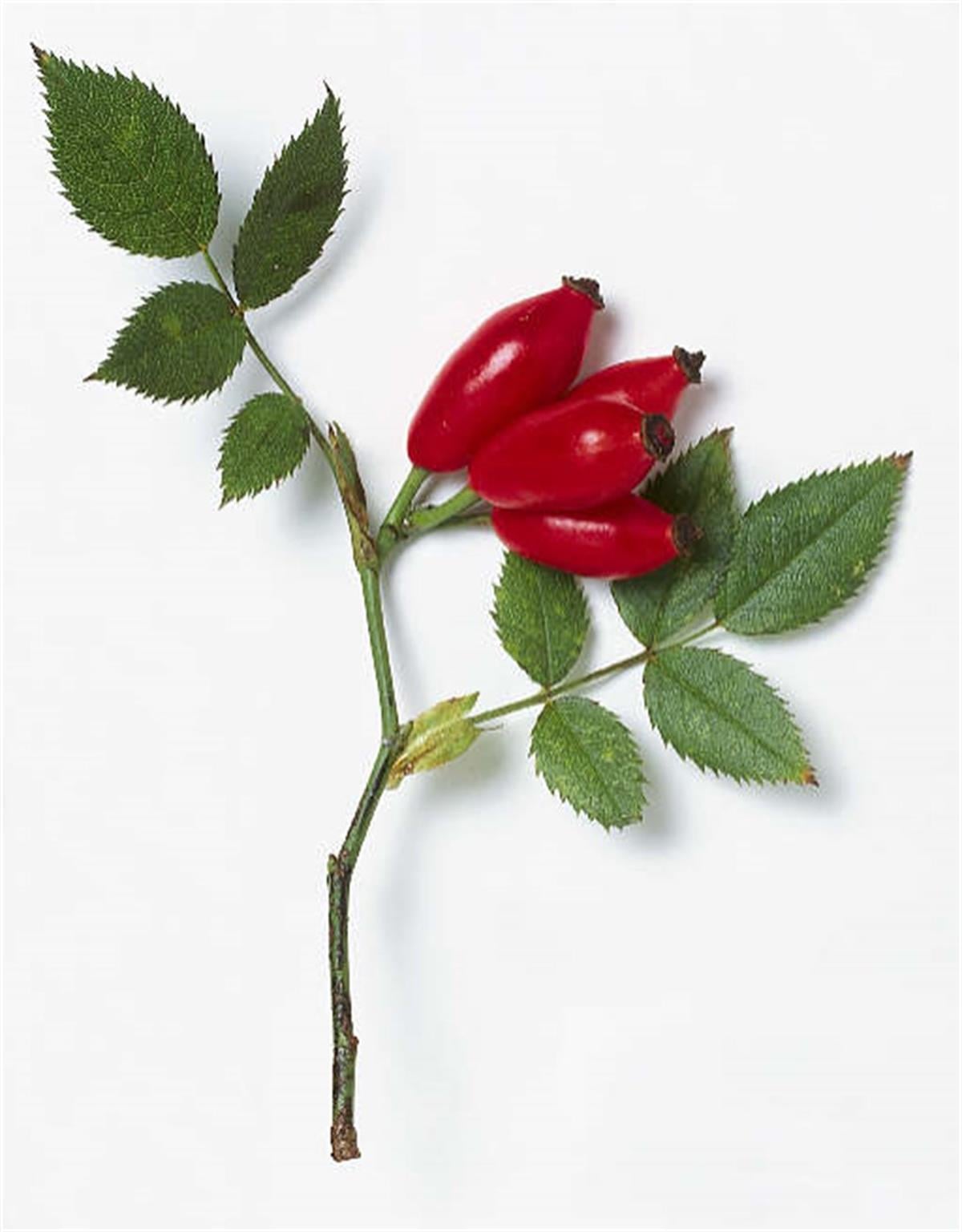 Rosa canina inermis Dikensiz kuşburnu fidanı