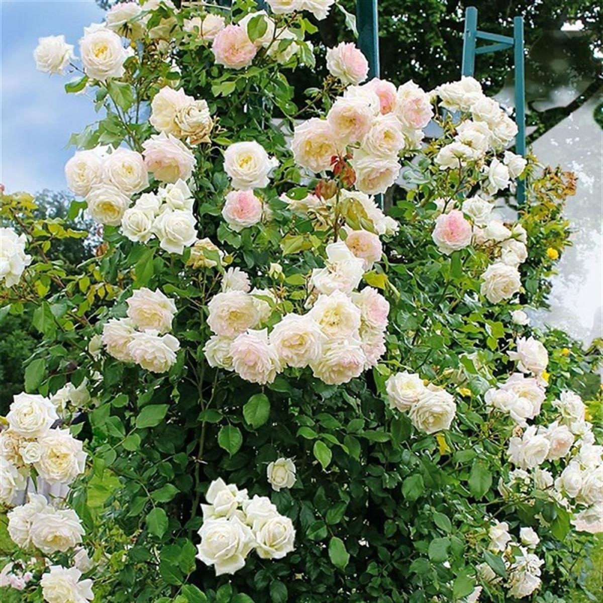 Rosa Climbing Beyaz-Pembe Sarmaşık Gül fidanı 80-120cm | 1001fidan.com