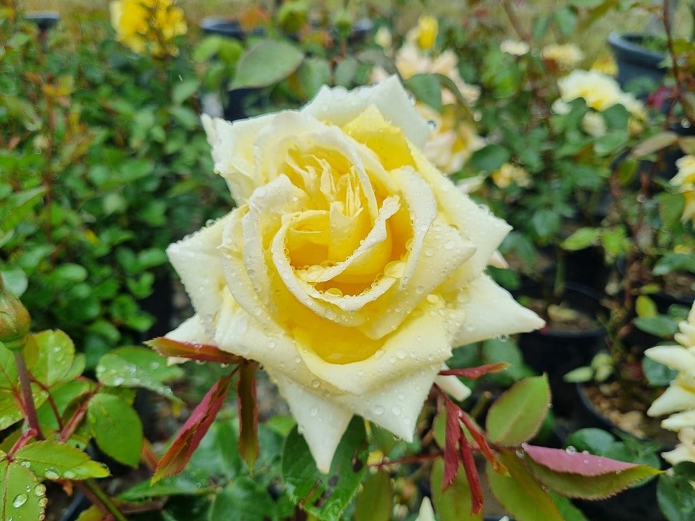 Rosa Landora Sarı Gül fidanı