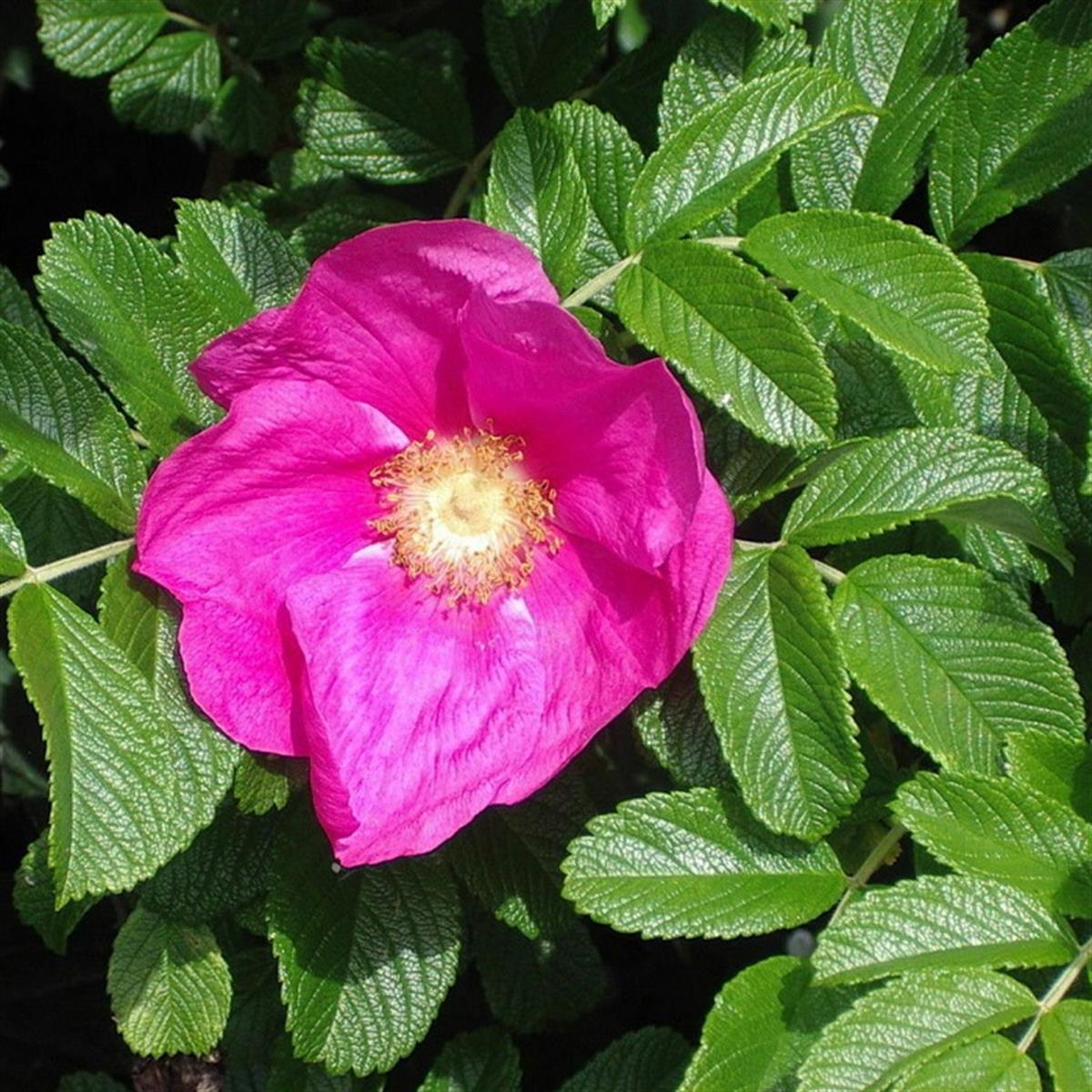 Rosa rugosa Rubra Kırmızı Çiçekli Yediveren Kuşburnu fidanı