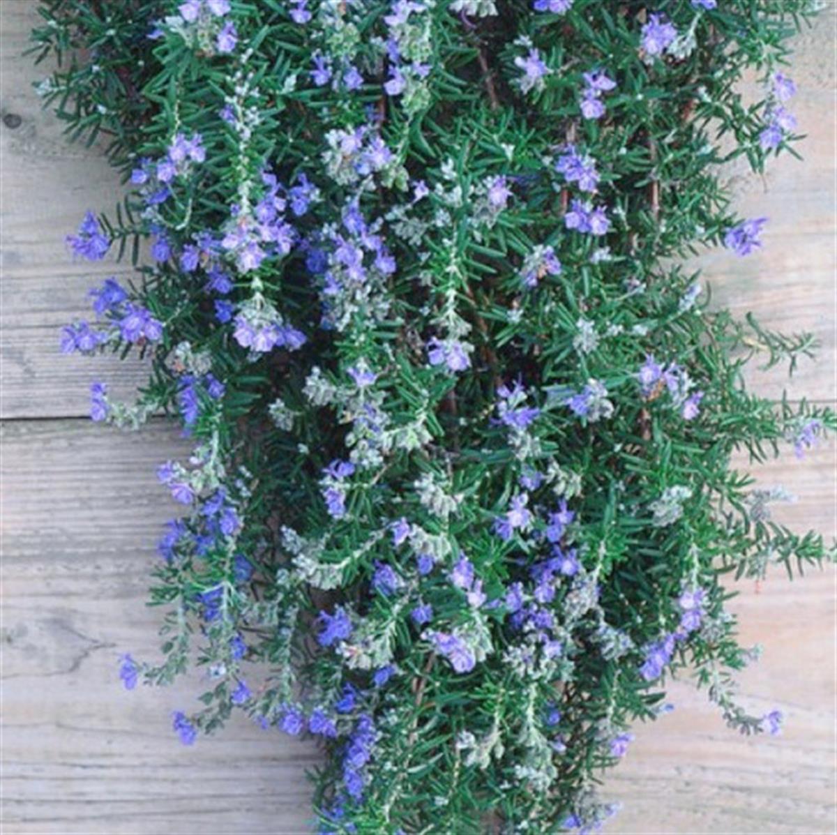 Rosmarinus officinalis Capri sürünücü biberiye fidesi