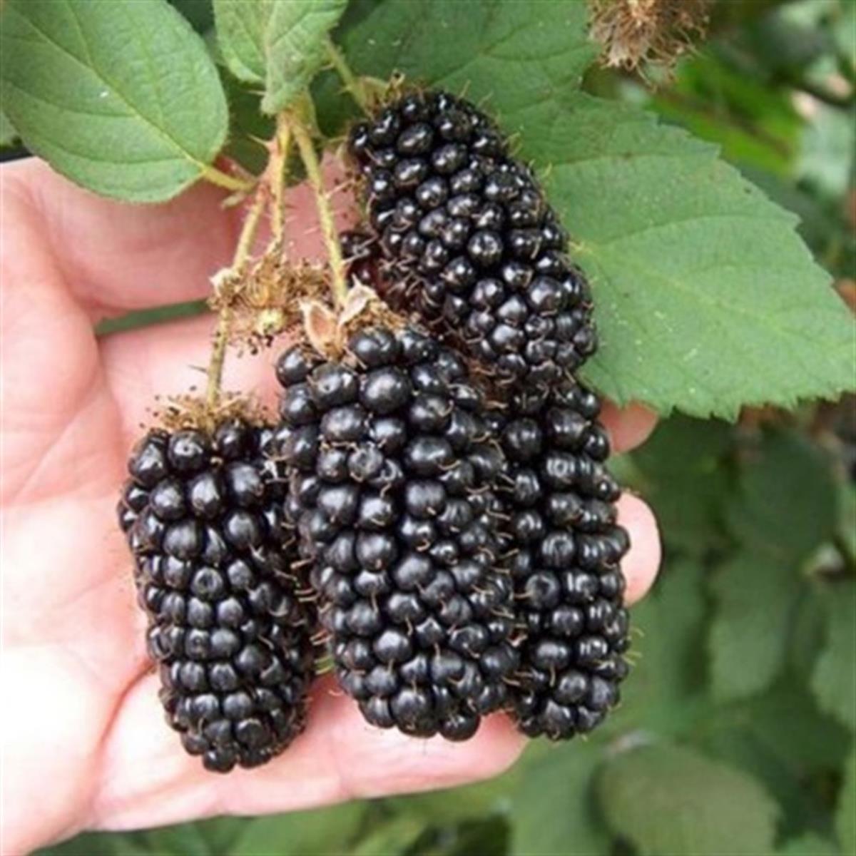 Rubus fruticosus Jumbo İri Böğürtlen fidanı