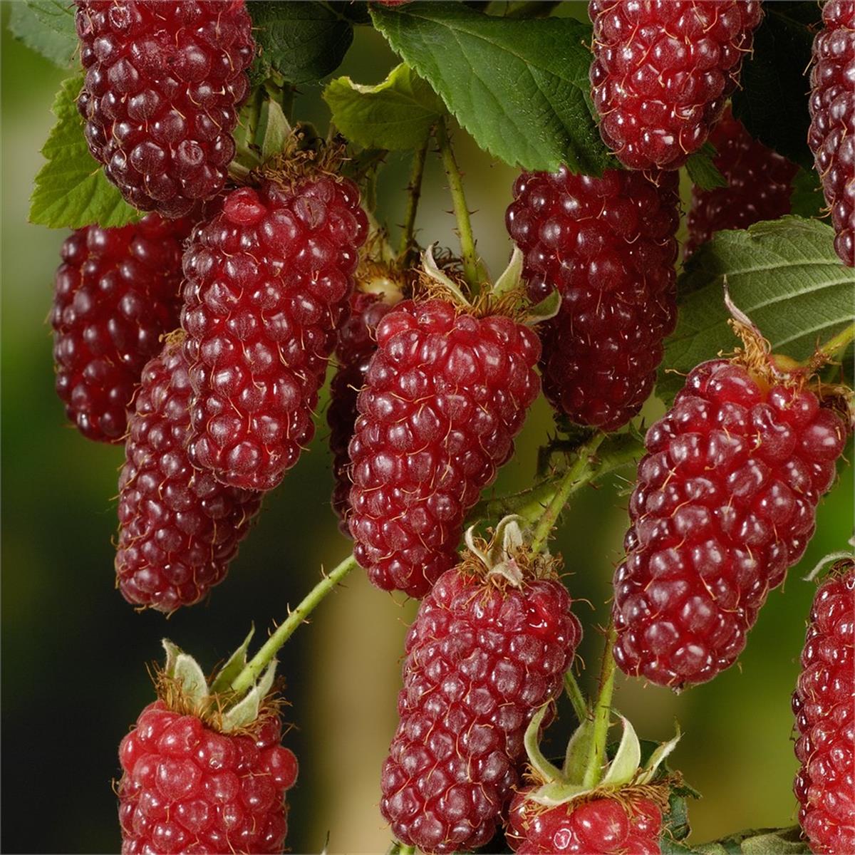 Rubus Tayberry Rubus fruticosus x idaeus tay böğürtlen fidanı