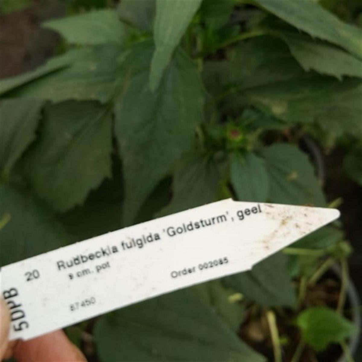 Rudbeckia f. Goldsturm Kara Gözlü Suzan Çiçeği fidesi