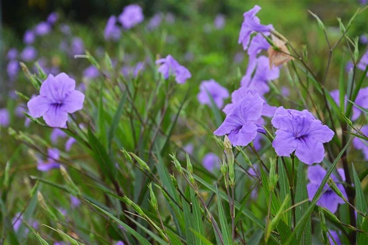 Ruellia brittoniana Bodur Meksika Petunyası Ruelya