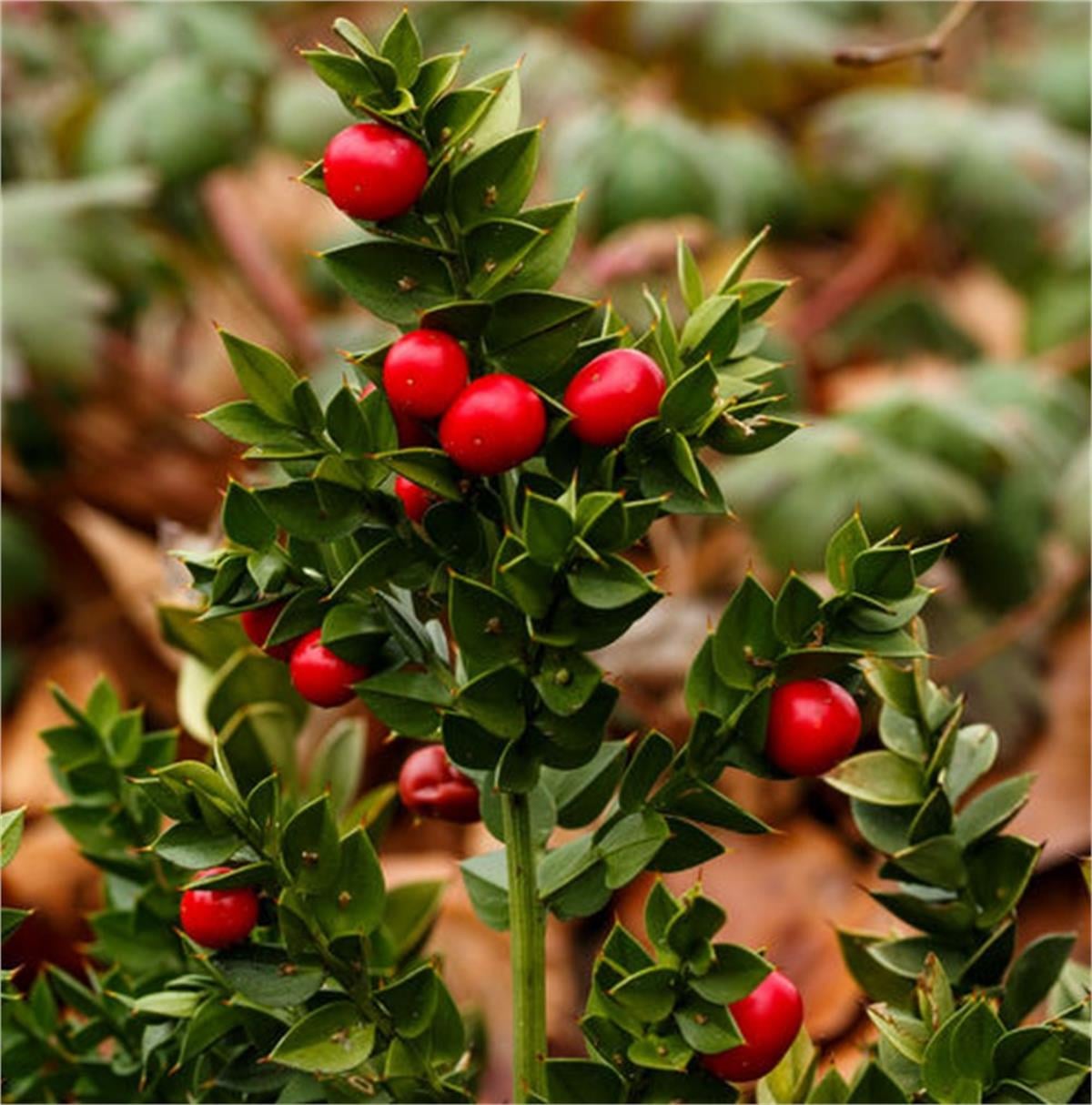 Ruscus aculeatus Dikenli Yalova Mercanı kokina yıl başı çiçeği fidesi