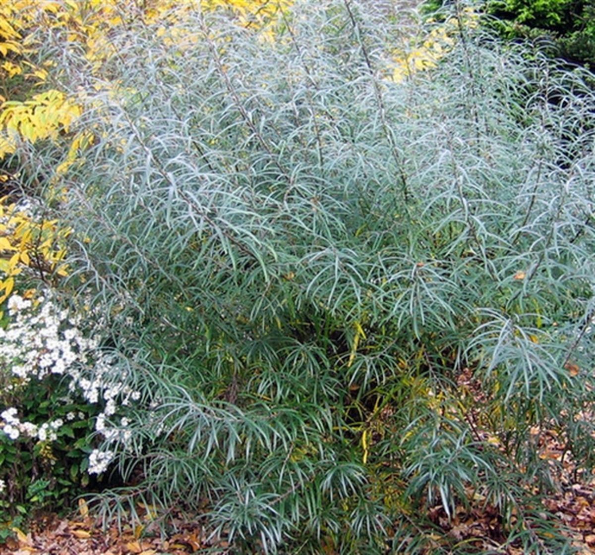 Salix rosmarinifolia fidanı Rozmarin Yapraklı Söğüt fidanı