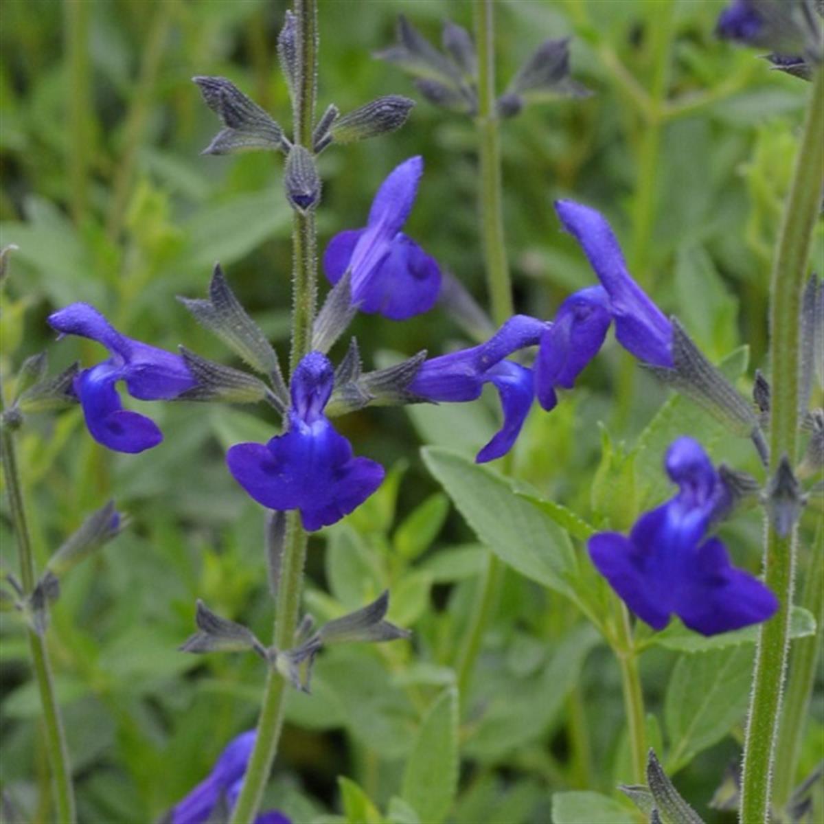 Salvia micr. Blue Monrovia Bebek Adaçayı fidesi