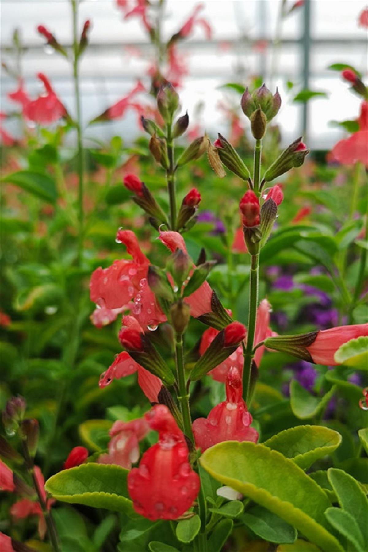 Salvia microphylla bebek adaçayı El Duranzo