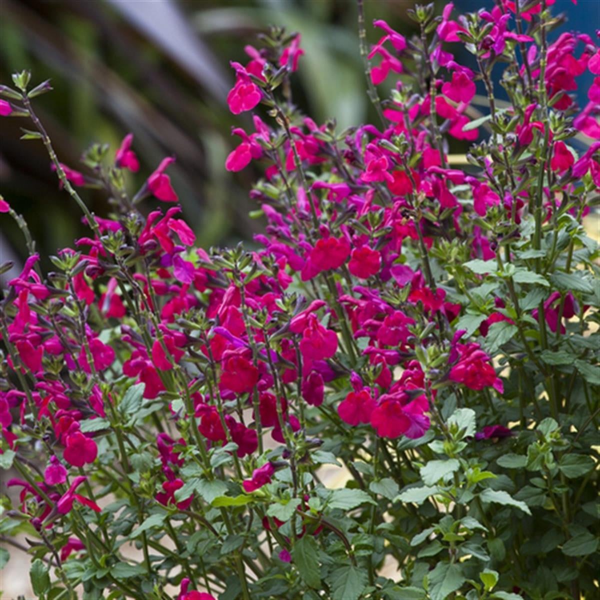 Salvia microphylla Killer Cranberry Bebek adaçayı fidanı