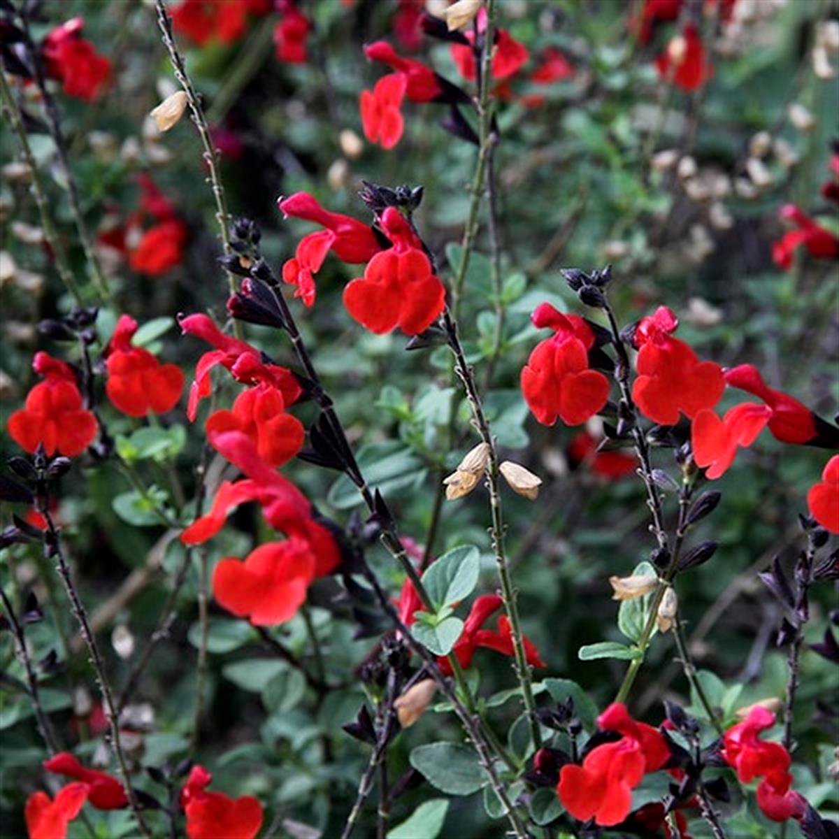 Salvia microphylla Rouge Bordeaux bordo bebek adaçayı fidanı