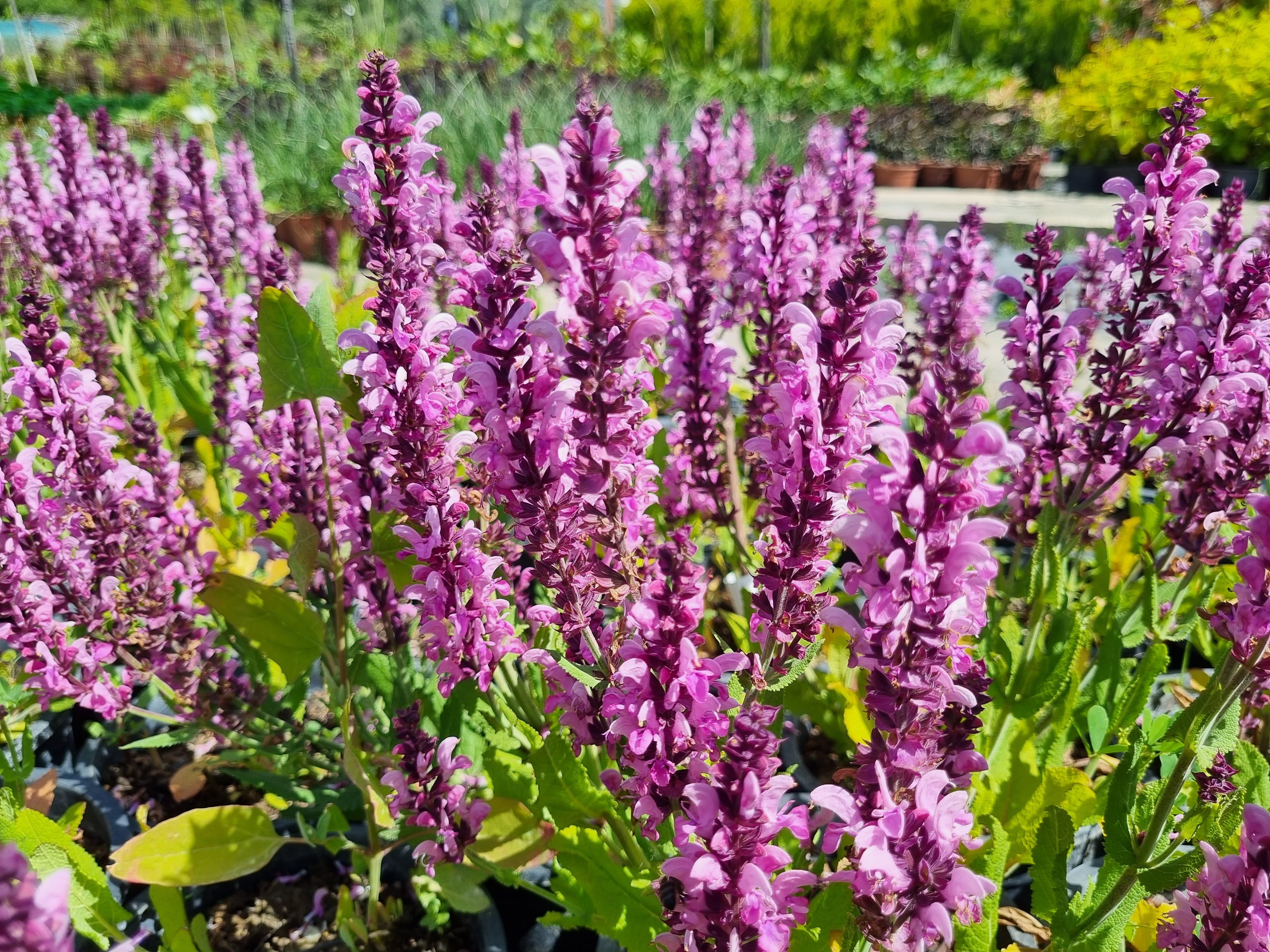 Salvia nemerosa Pink Nebula Balkan adaçayı fidesi