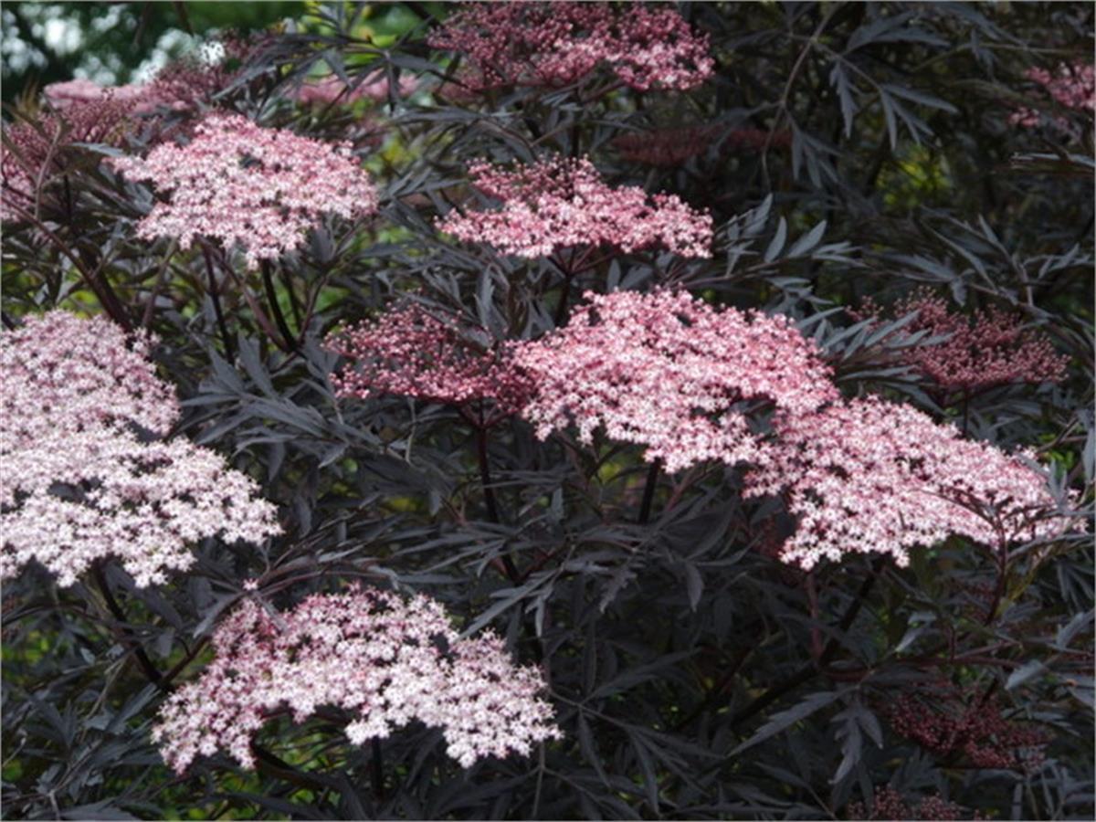 Sambucus nigra Black Lace Siyah Mürver fidanı