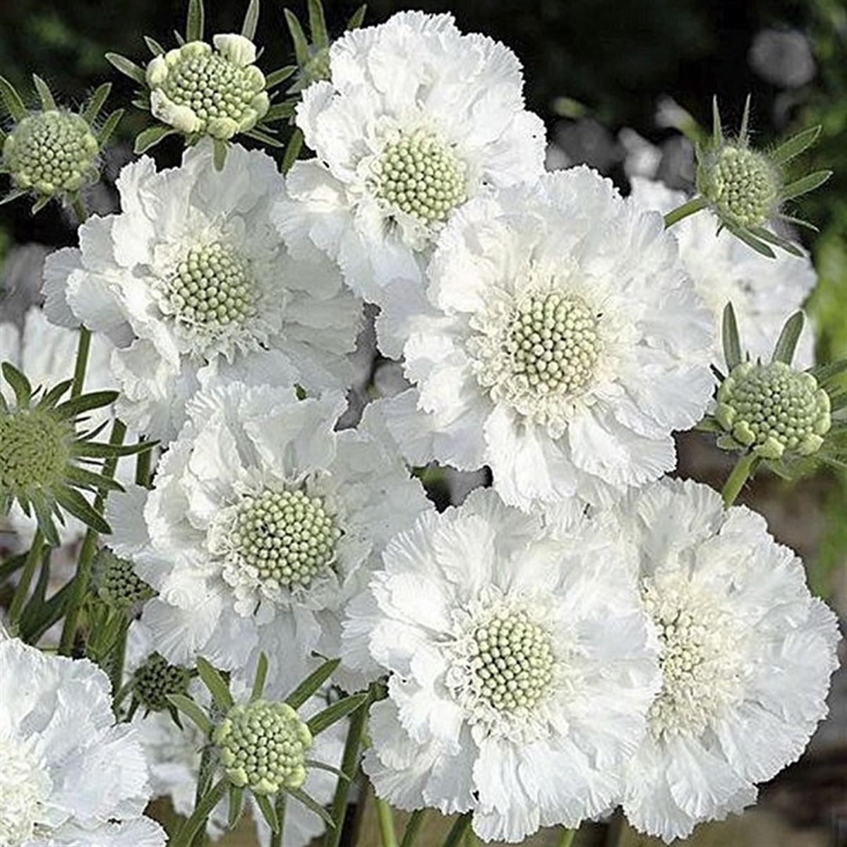 Scabiosa caucasica Alba Beyaz Uyuz Otu fidesi
