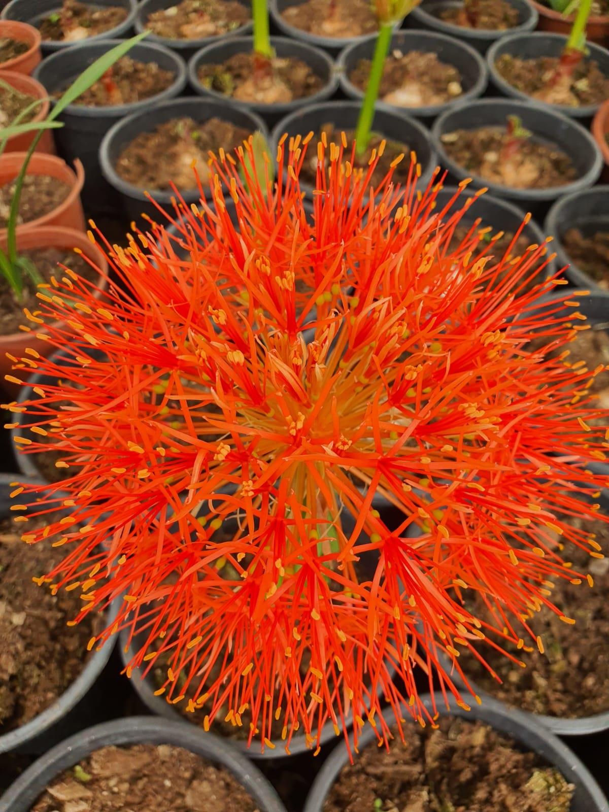 Scadoxus multiflorus (=Haemanthus multiflorus)