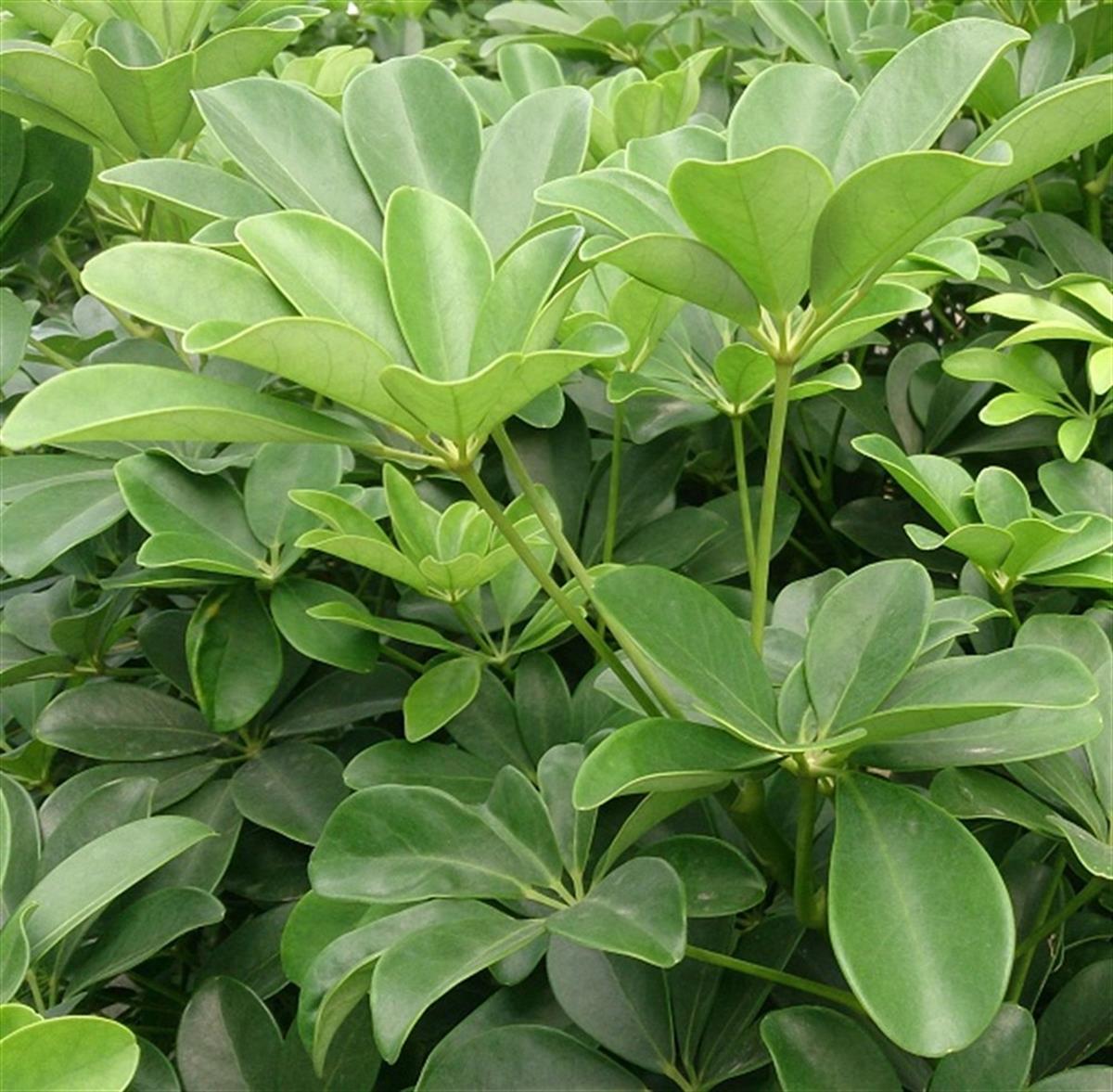 Schefflera arboricola Şeflera fidanı