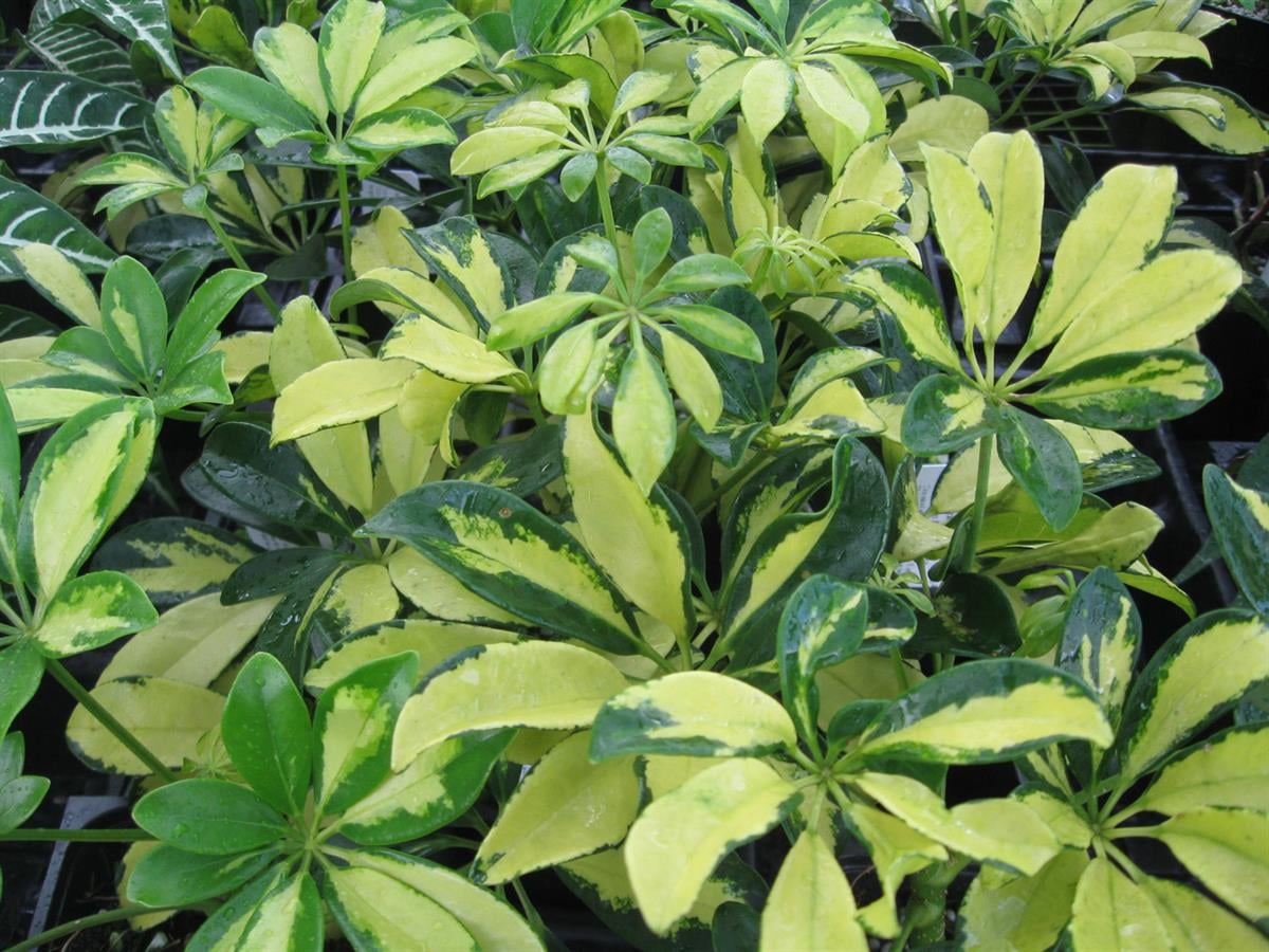 Schefflera arboricola variegata Alacalı Şeflera fidanı
