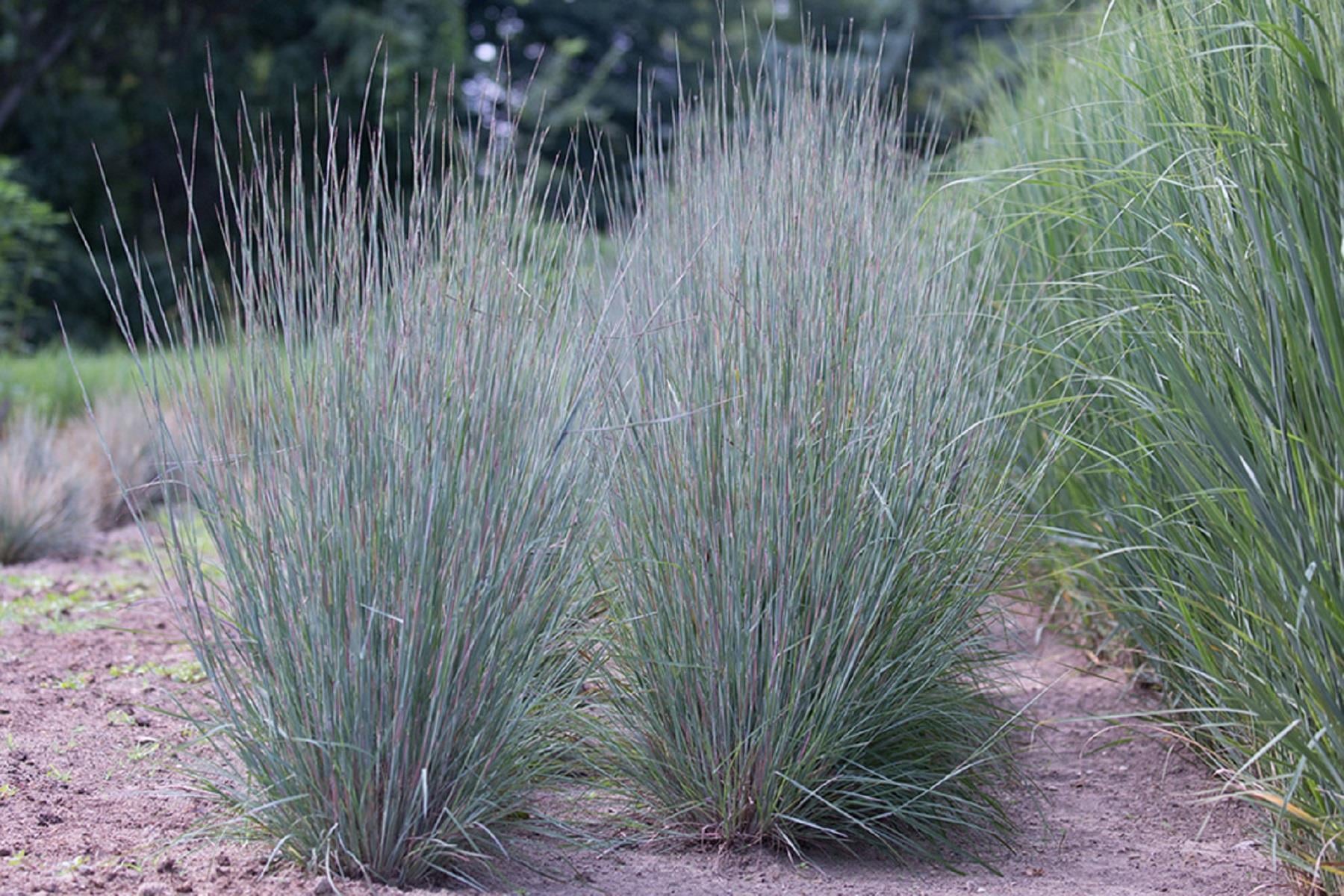 Schizachyrium scoparium Blue Heaven